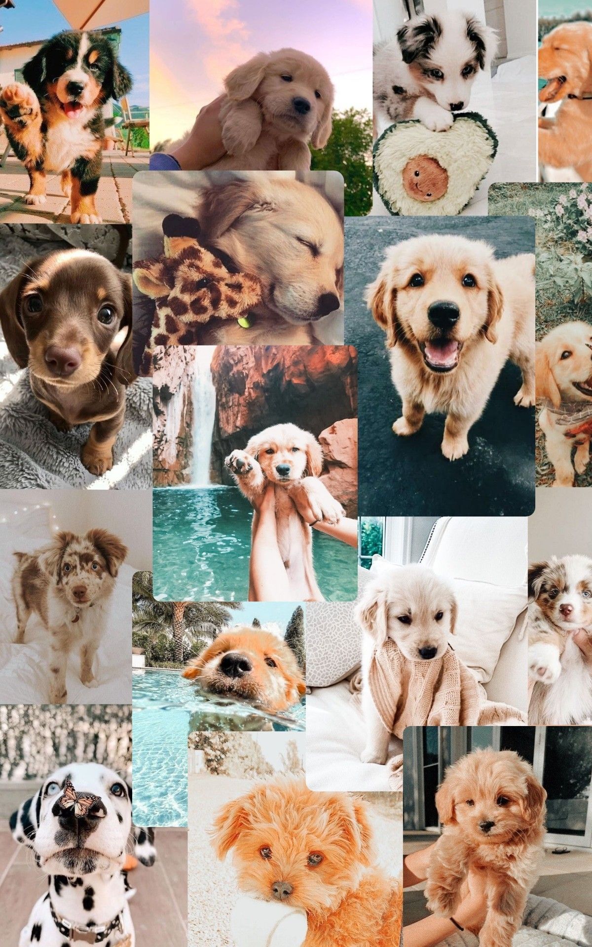1200x1920 Aesthetic puppies. Cute dog wallpaper, Cute dogs, Very cute dogs