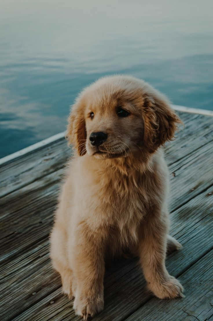 736x1111 Download An artistic photograph of a happy canine enjoying the outdoors Wallpaper