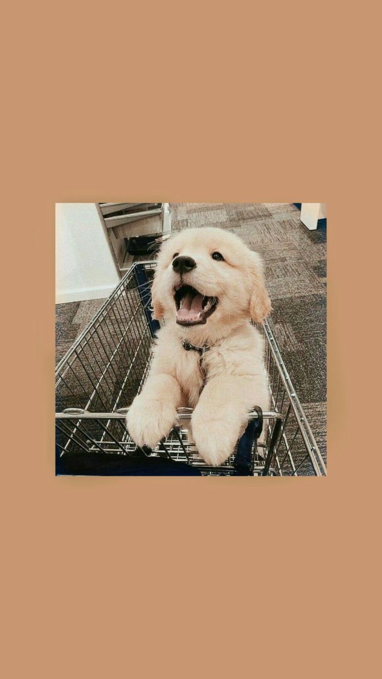 750x1332 Pin By Isa On Wallpaper Paisagem. Puppy Wallpaper, Cute Puppy Wallpaper, Puppy Wallpaper Iphone