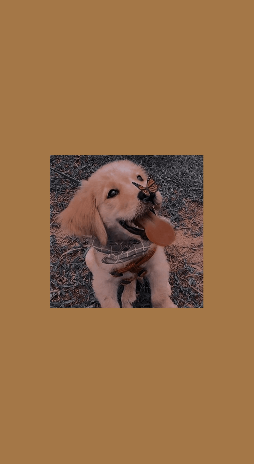 1050x1920 Dog spring aesthetic Wallpaper Download