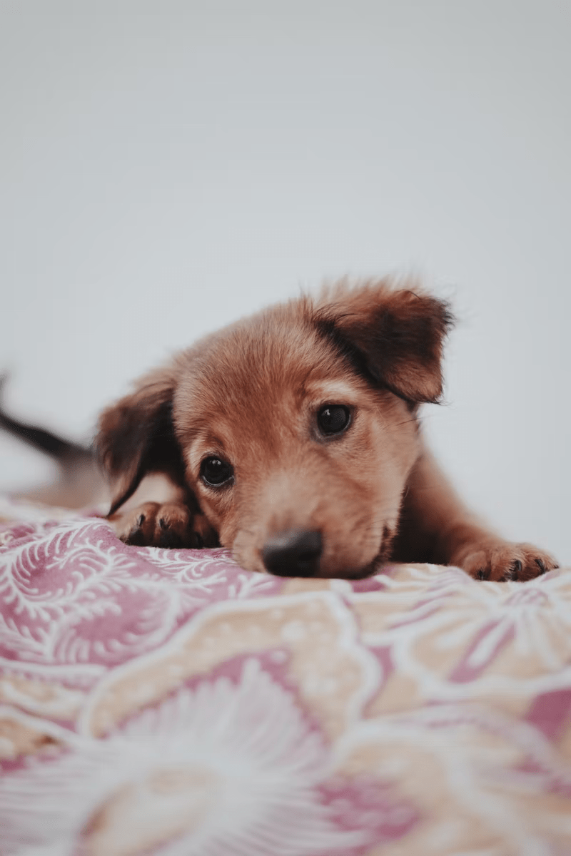800x1200 The Puppy” By Kovidh Suri