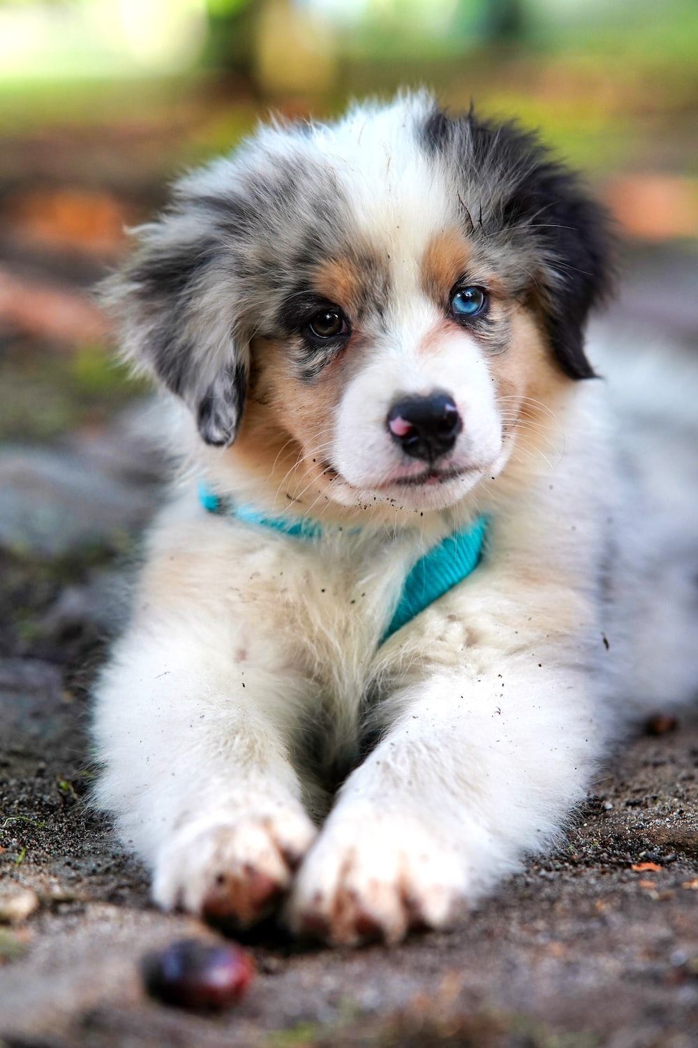 1000x1500 Puppy Wallpaper: Free HD Download [HQ]