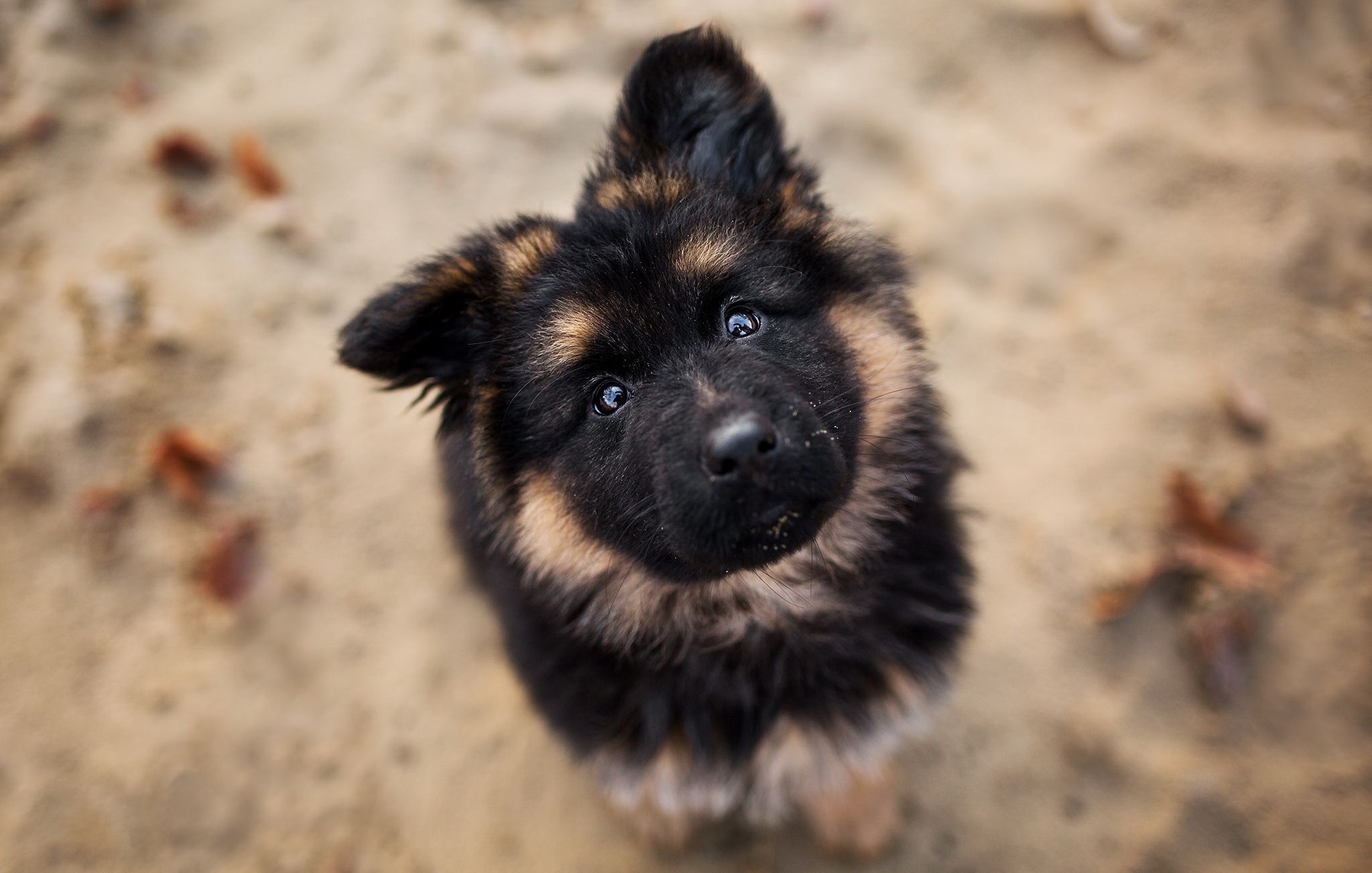 2047x1303 Animal Dog HD Wallpaper