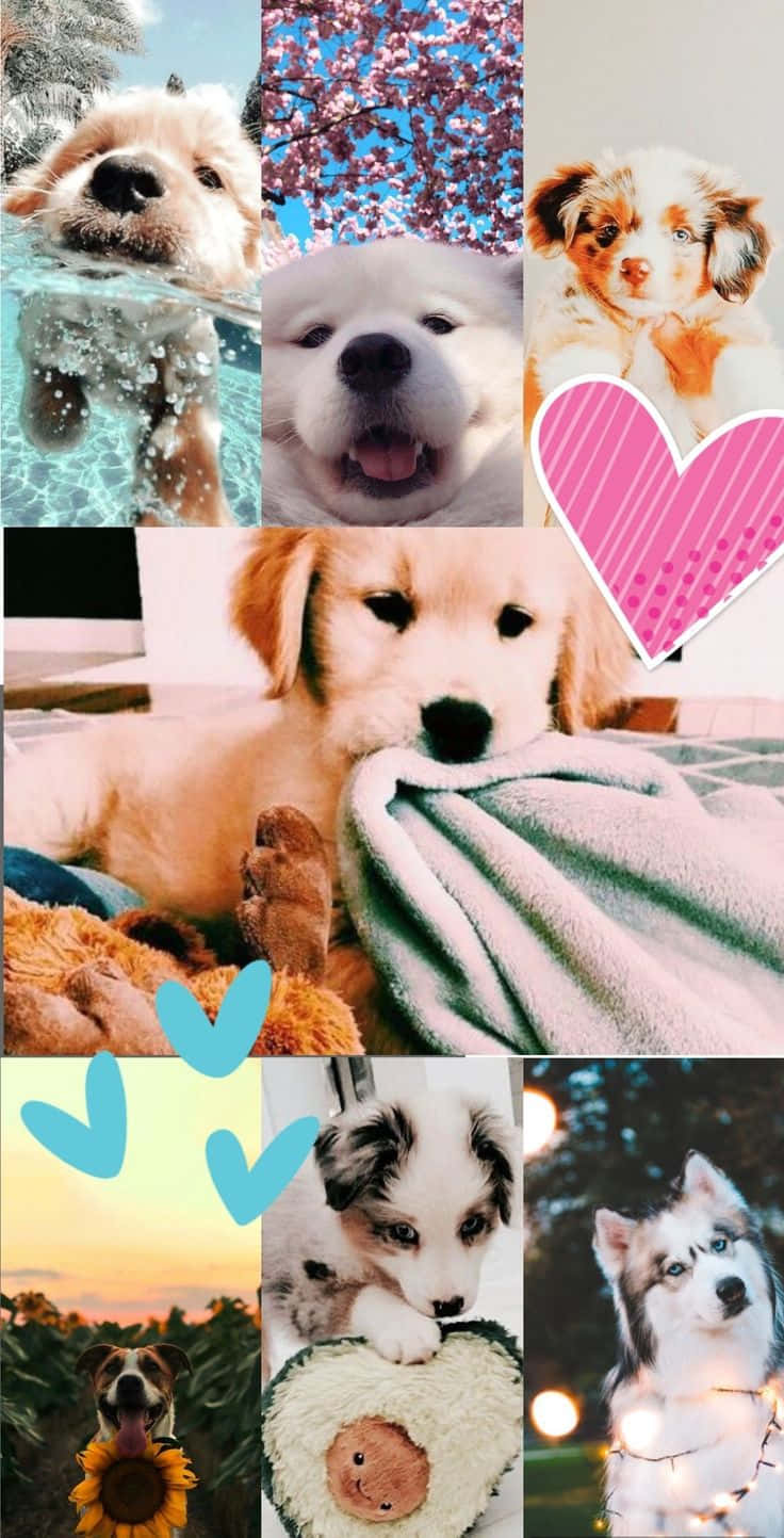736x1443 Download This adorable doggo radiates with cute aesthetic vibes!