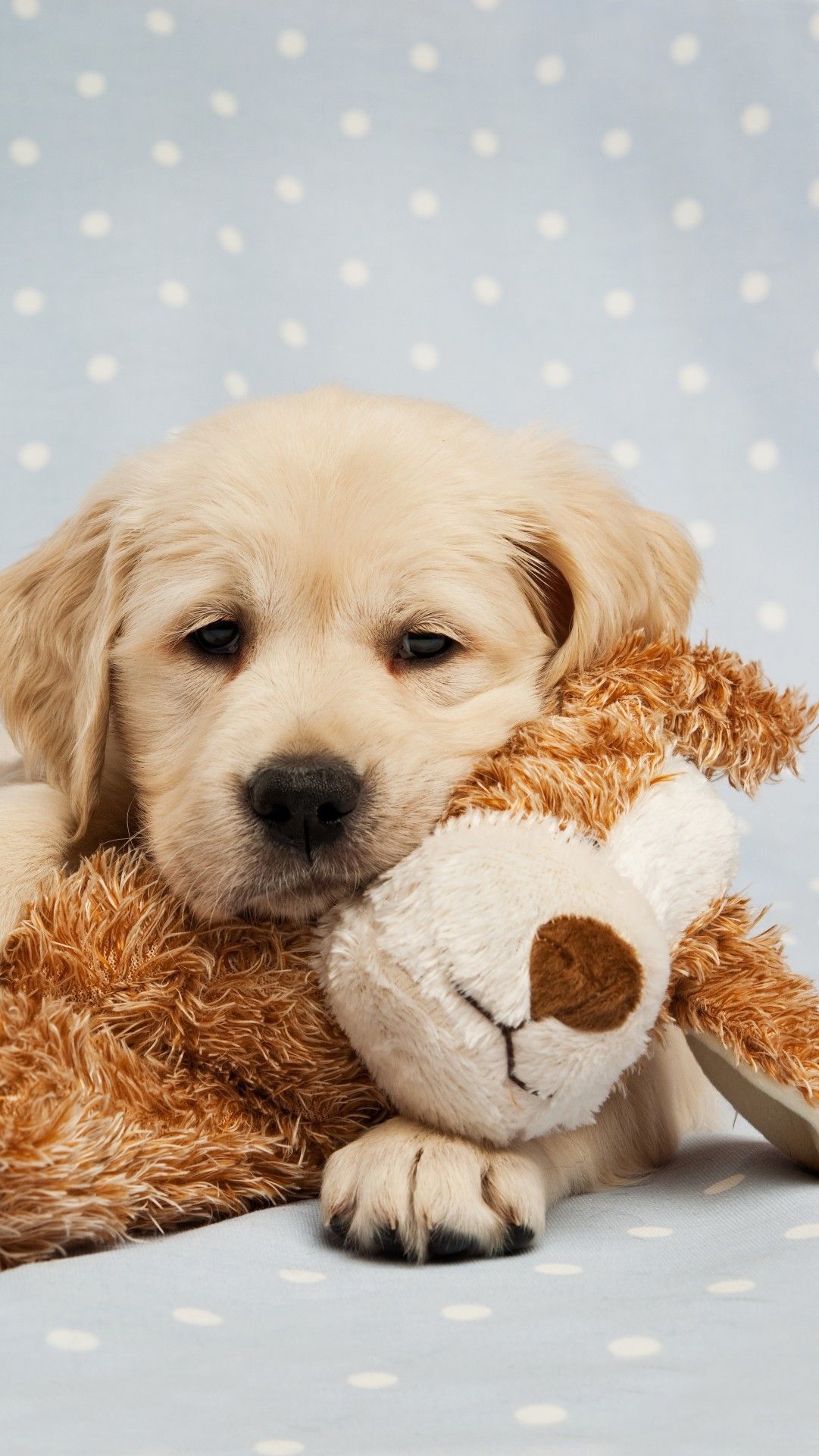 1081x1921 perros. Cute dogs, Cute puppies, Cute puppy wallpaper