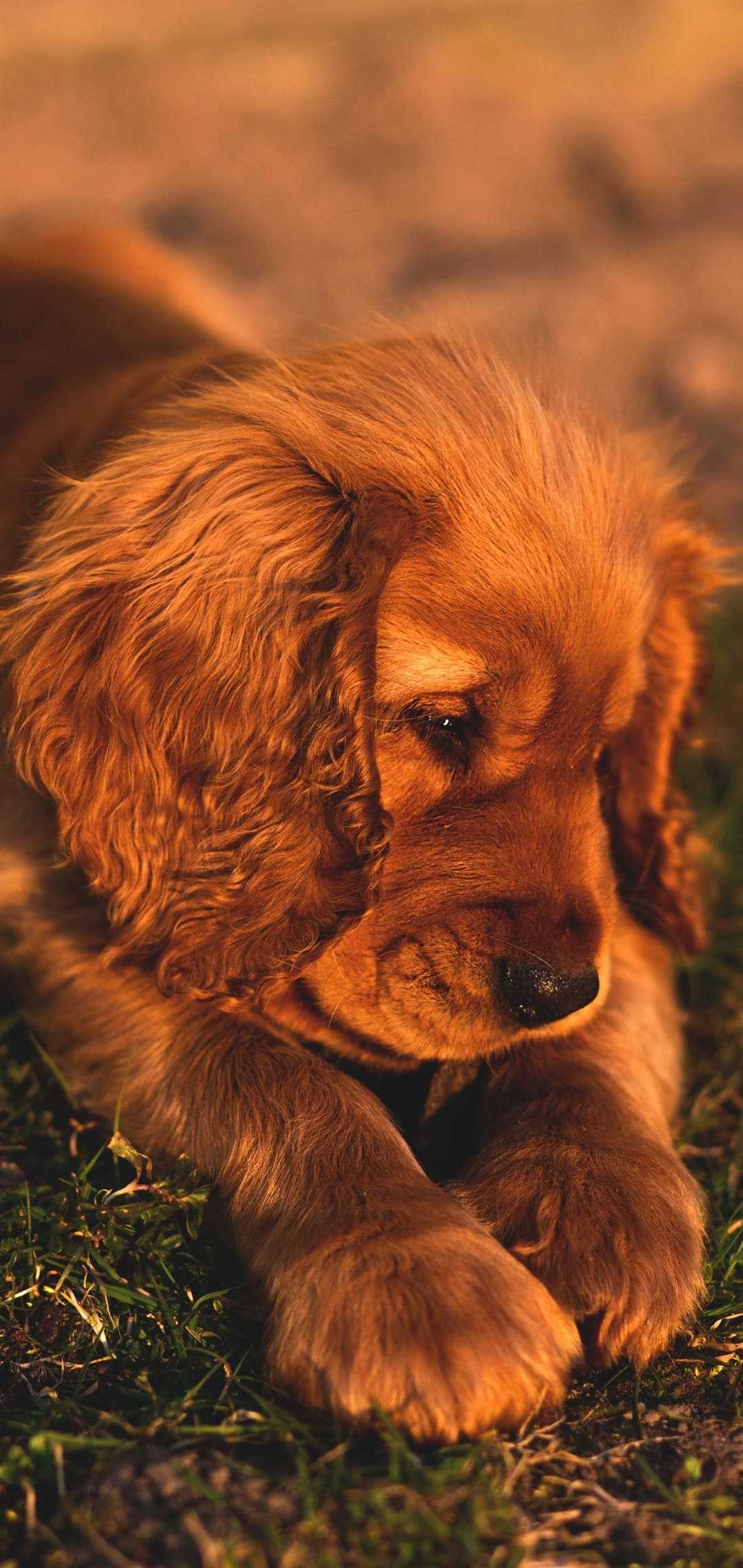 1080x2280 Puppy Wallpaper