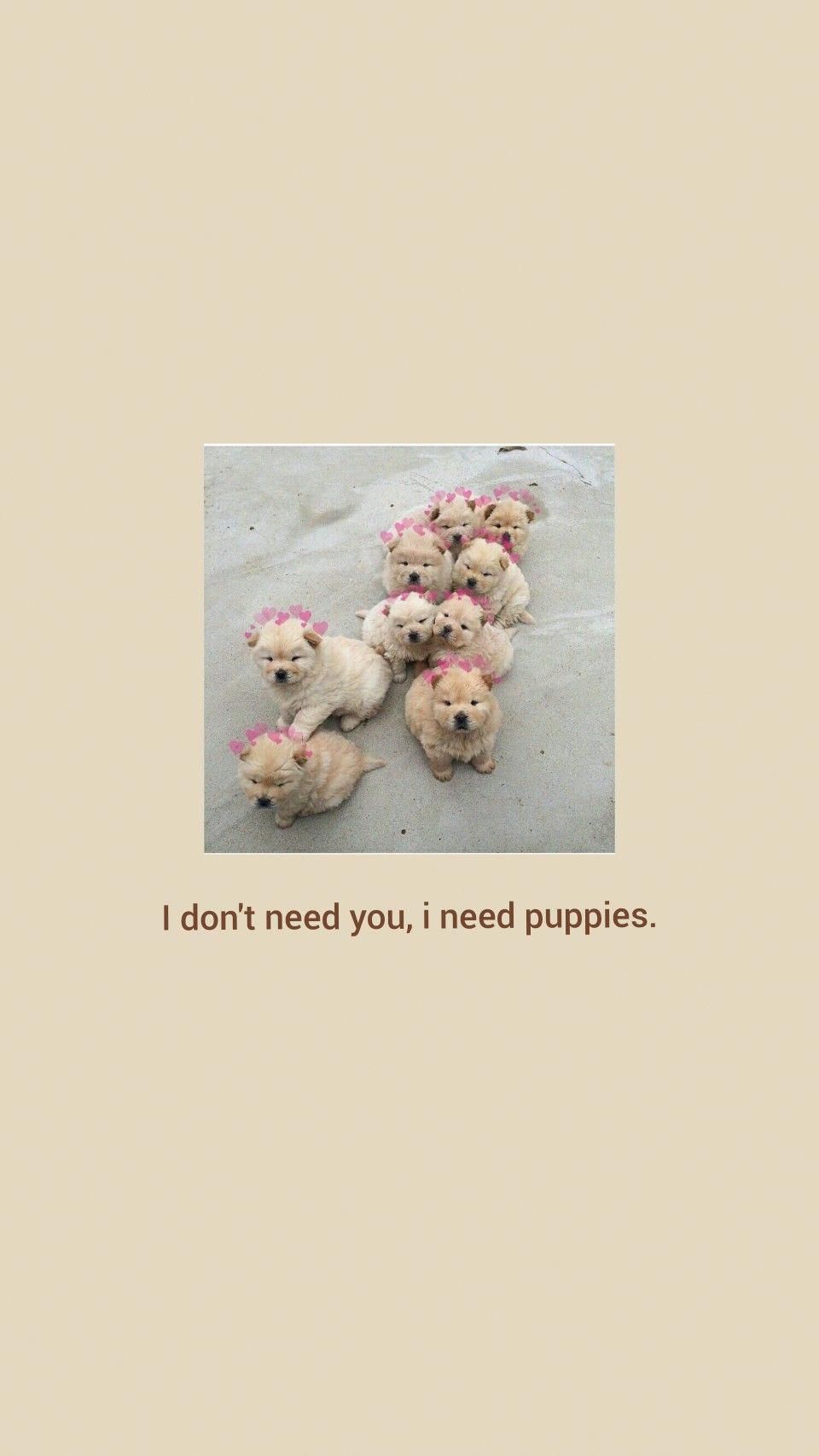 960x1707 Aesthetic Puppy Wallpaper