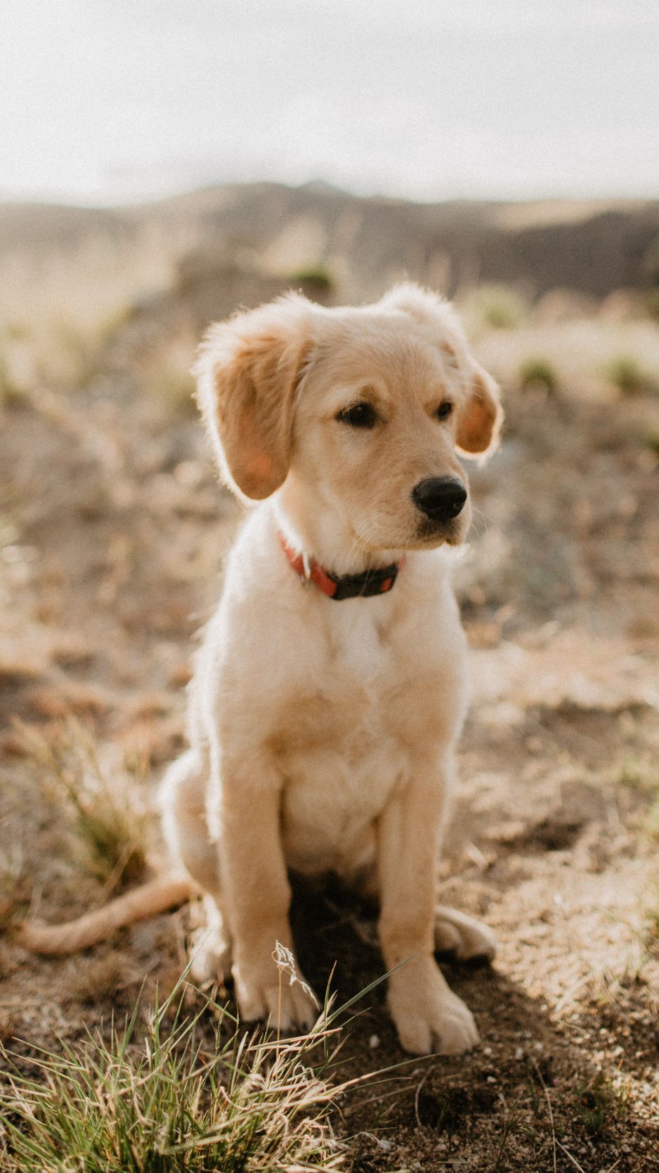 938x1668 Download Wallpaper 938x1668 Golden Retriever, Retriever, Dog, Puppy Iphone 8 7 6s 6 For Parallax HD Background