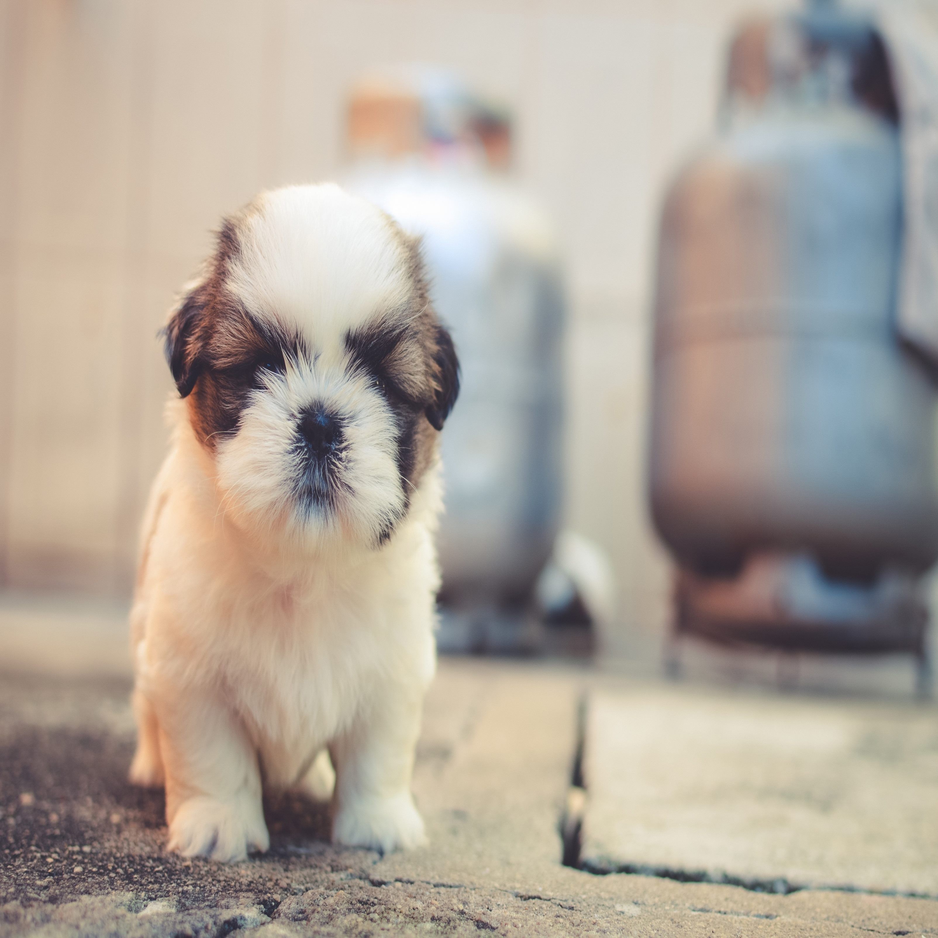 3208x3208 Puppy Cute iPad Wallpaper iPad Wallpaper 4k iPad Wallpaper 5k free download iPad Pro, iPad Mini, iPad Air, iOS, iPadOS, Parallax, iPad retina Wallpaper