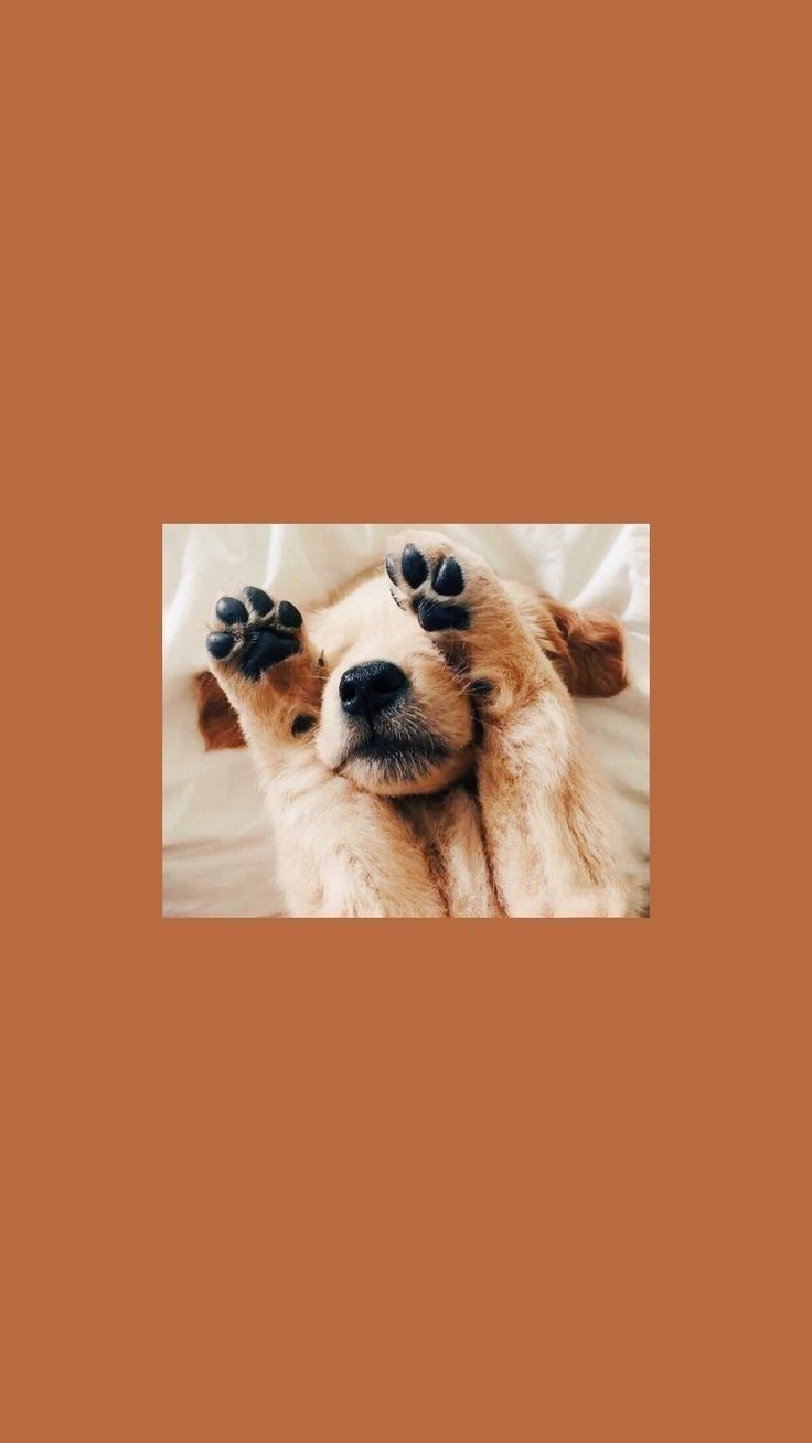 736x1308 ♡︎ᴡᴀʟʟᴘᴀᴘᴇʀs♡︎. Cute dog wallpaper, Dog wallpaper iphone, Puppy wallpaper