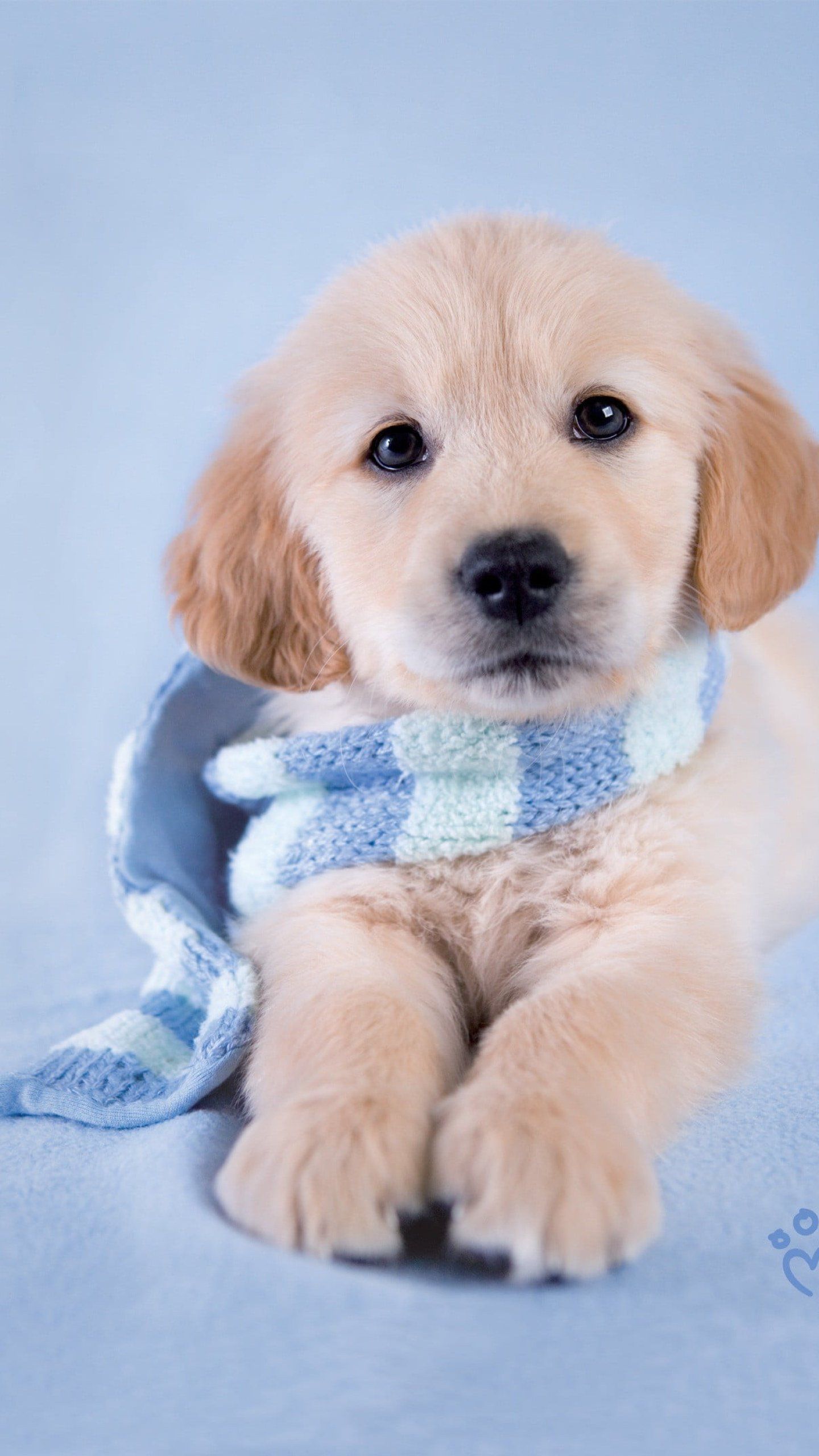 1440x2560 Aesthetic Puppies Wallpaper