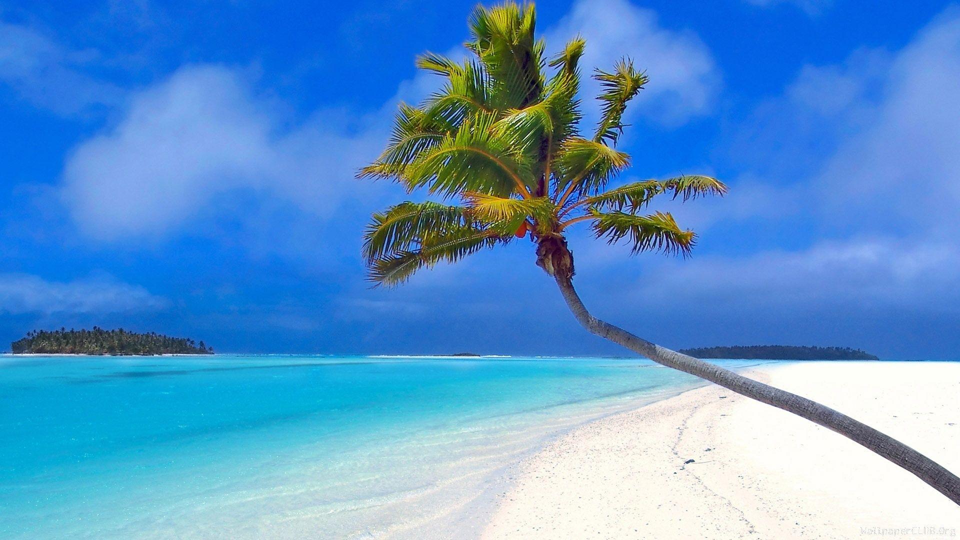 1920x1080 Maldives beach palm wallpaperx1080