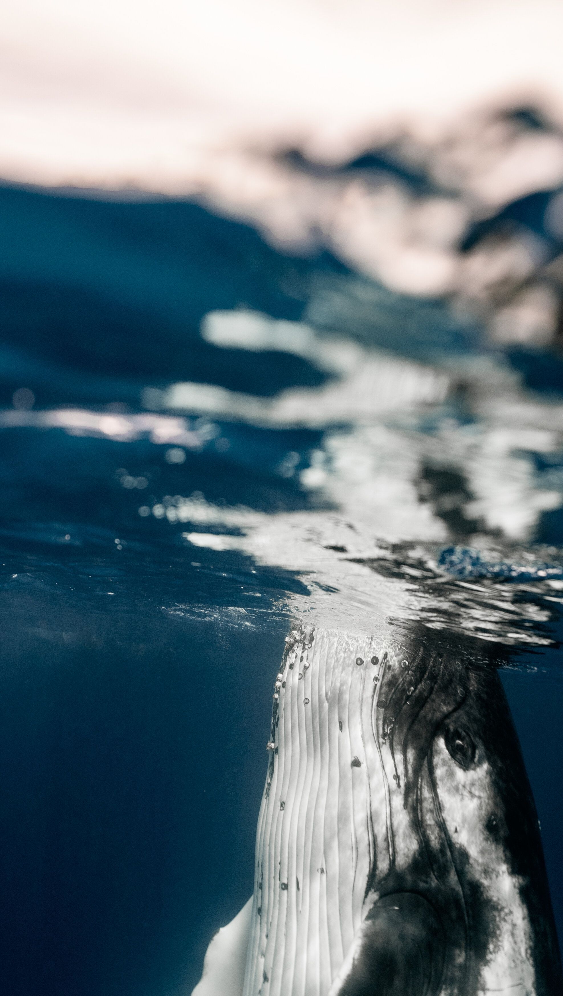 1975x3489 WE ARE AN OCEAN COMMUNITY
