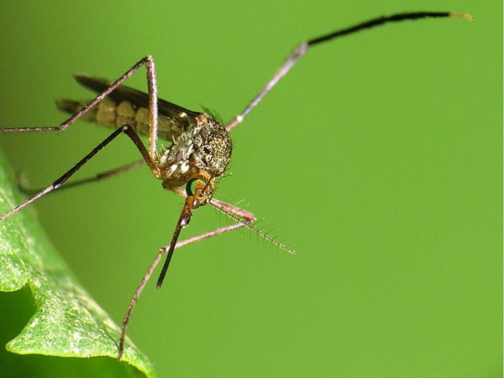 1024x768 Everything Travelers Need to Know About Malaria
