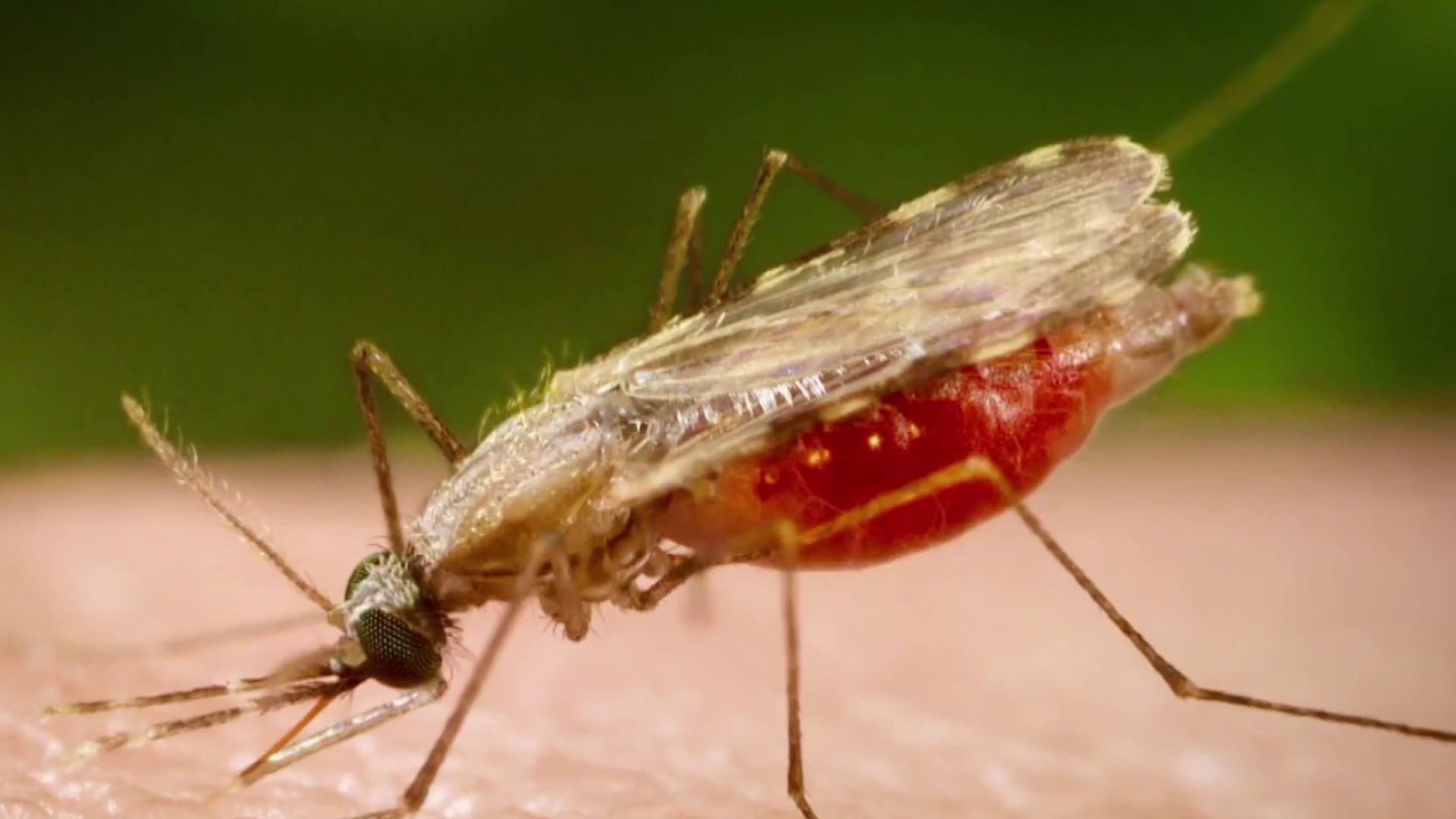 1920x1080 CDC warning over malaria cases in Florida, Texas