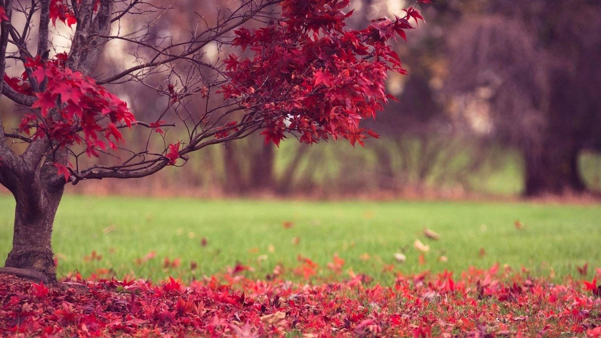 1920x1080 Full Screen Desktop Wallpaper background picture