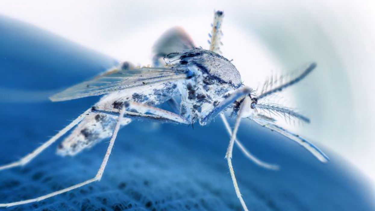 1245x700 Monoclonal Antibody Studied for Prevention of Malaria Iowa Mental Health Center