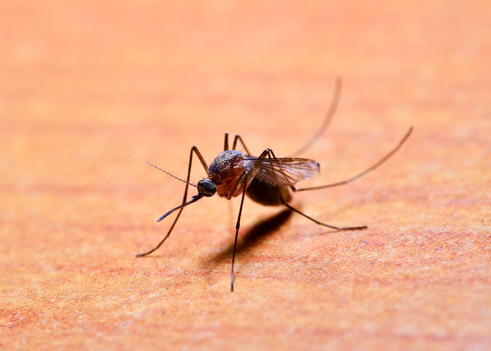 1600x1143 Malaria