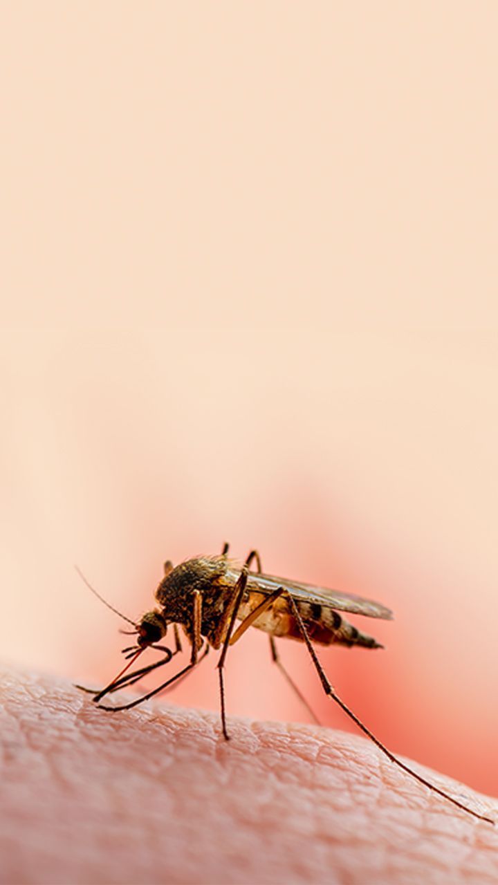 720x1280 Malaria
