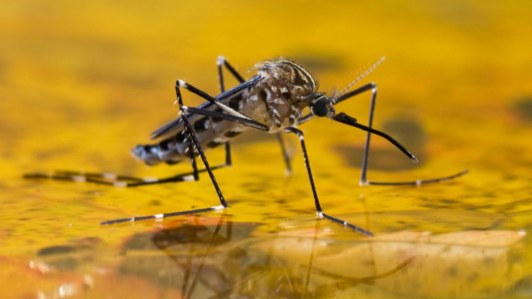 2048x1152 Malaria: World's most effective vaccine developed in UK for disease which kills hundreds of thousands of children each year