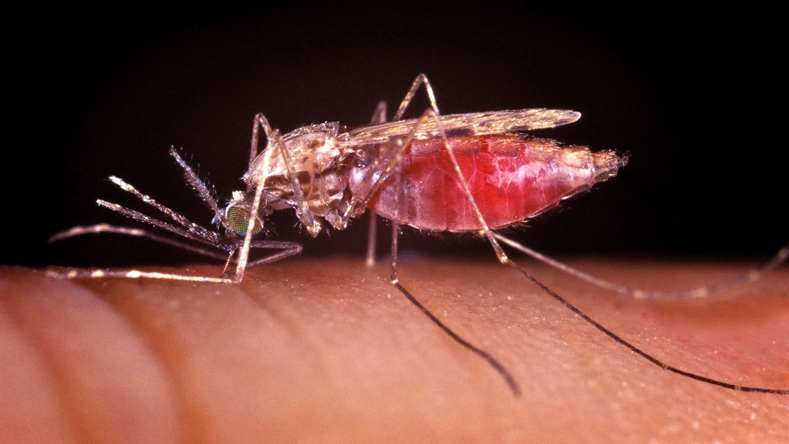 1600x900 How Sex Could Wipe Out Malaria