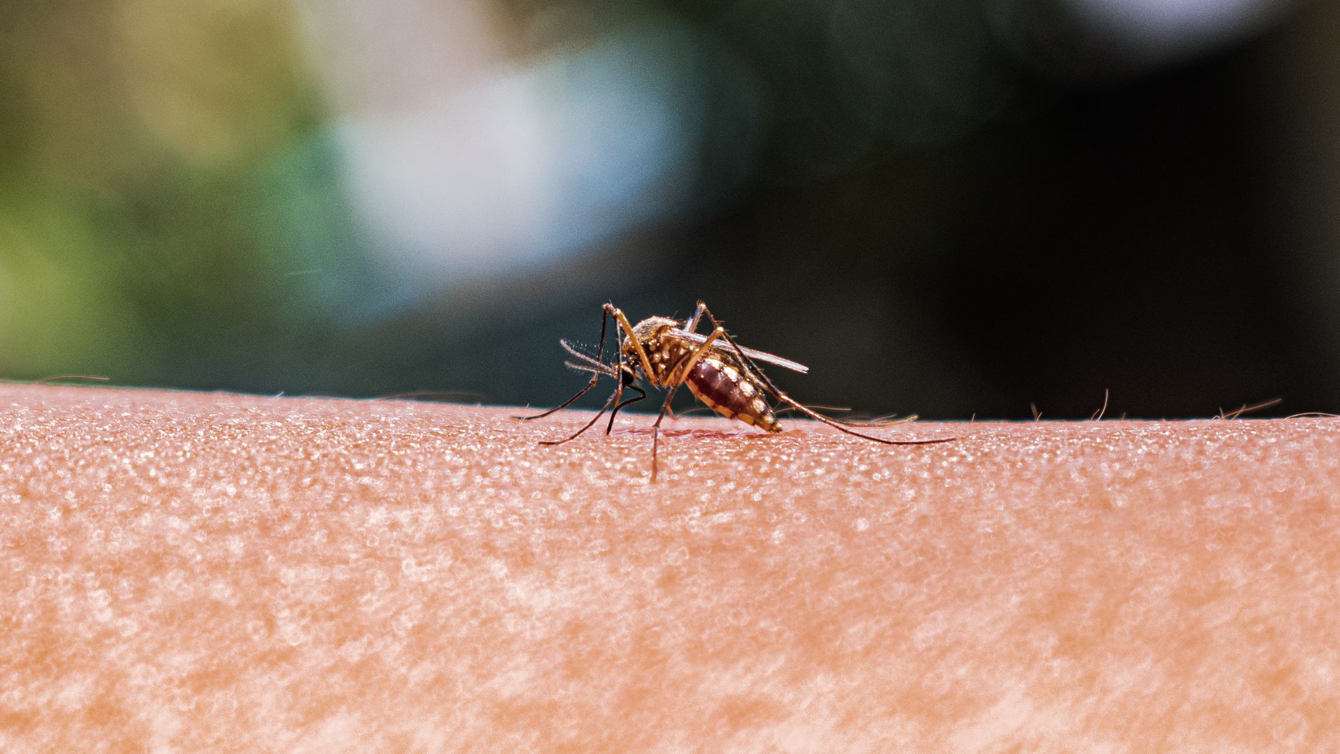 1920x1080 The Rise In Mosquito Spread Malaria Explained