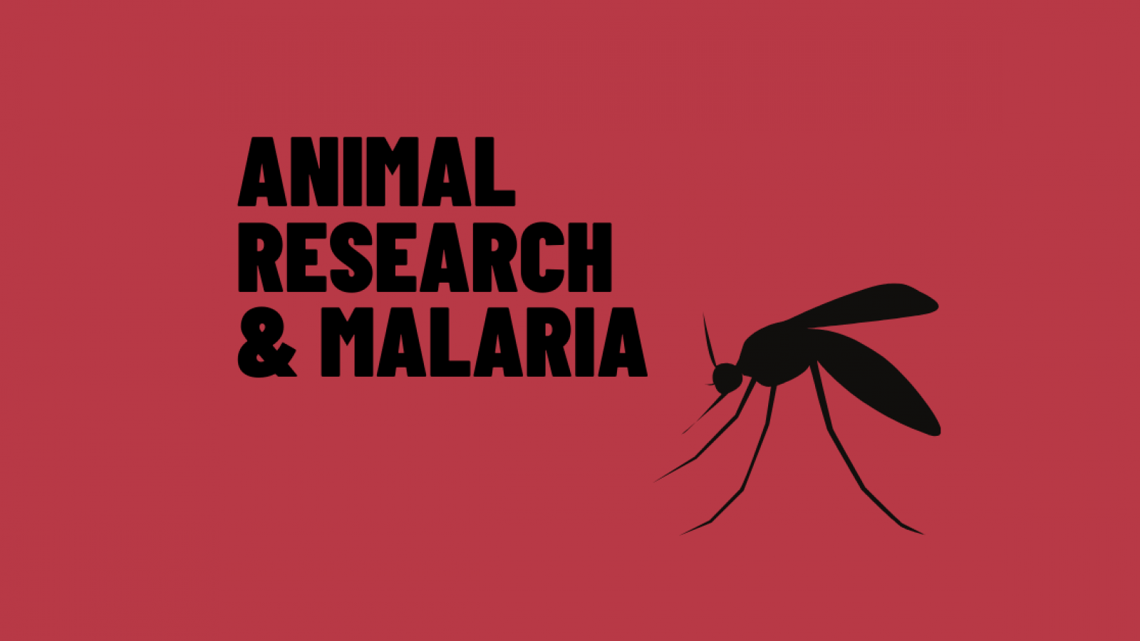 1600x900 Animal research and malaria - Understanding Animal Research