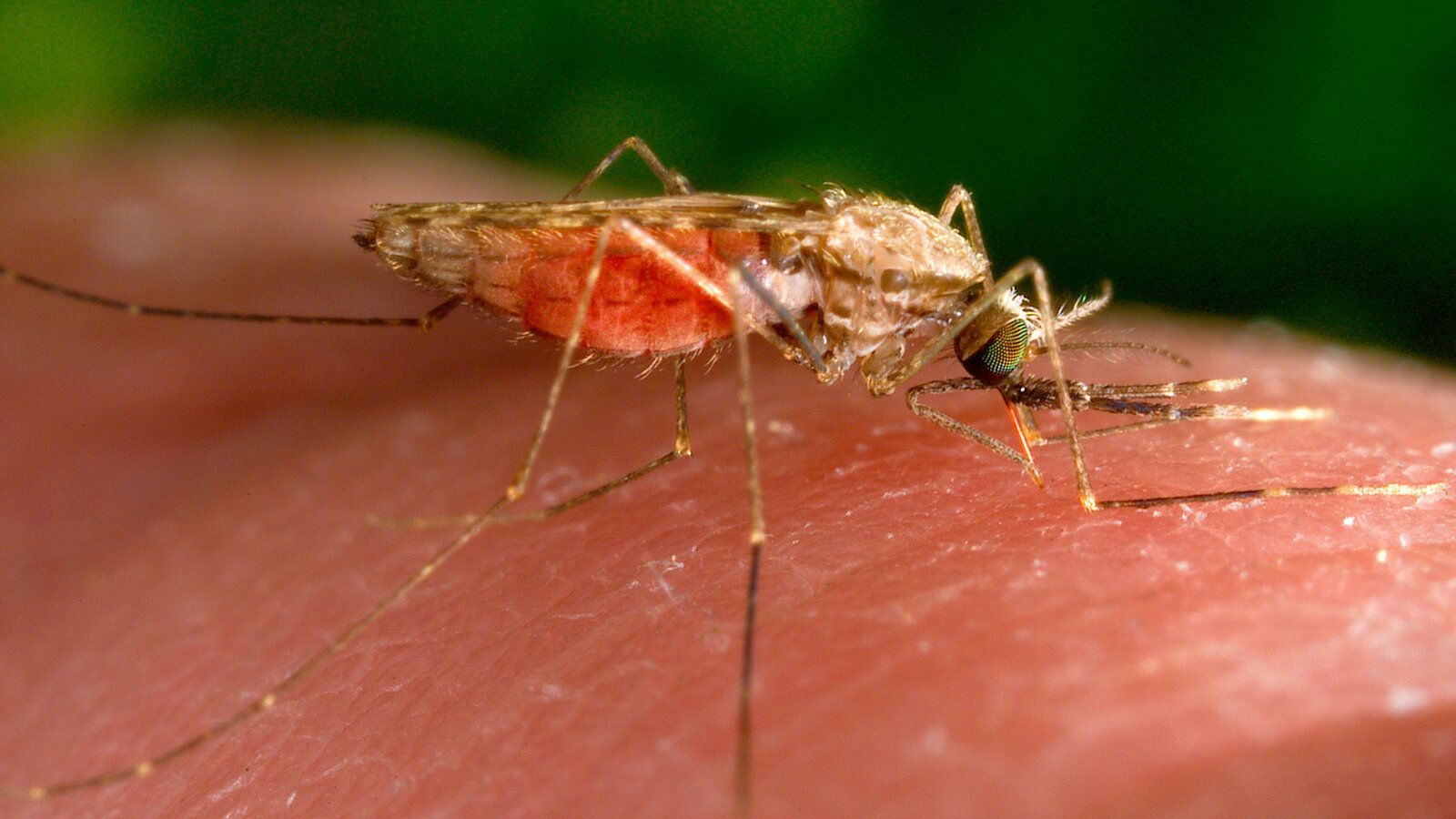 1600x900 U.S. Sees First Cases of Local Malaria Transmission in Two Decades