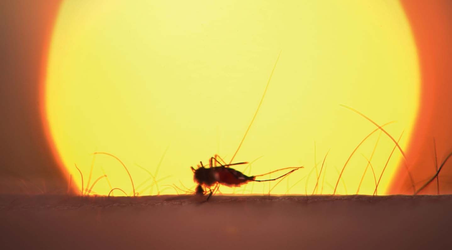 1437x797 Malaria Vaccine Wows And Seeds COVID 19 Vaccine Effort