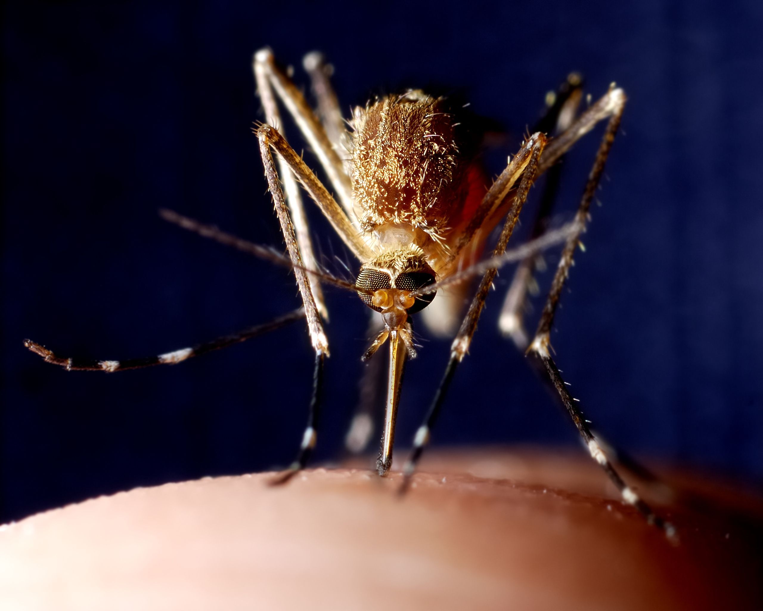 2560x2048 Malaria Protection Conferred By Genetically Engineered Whole Parasite Vaccine