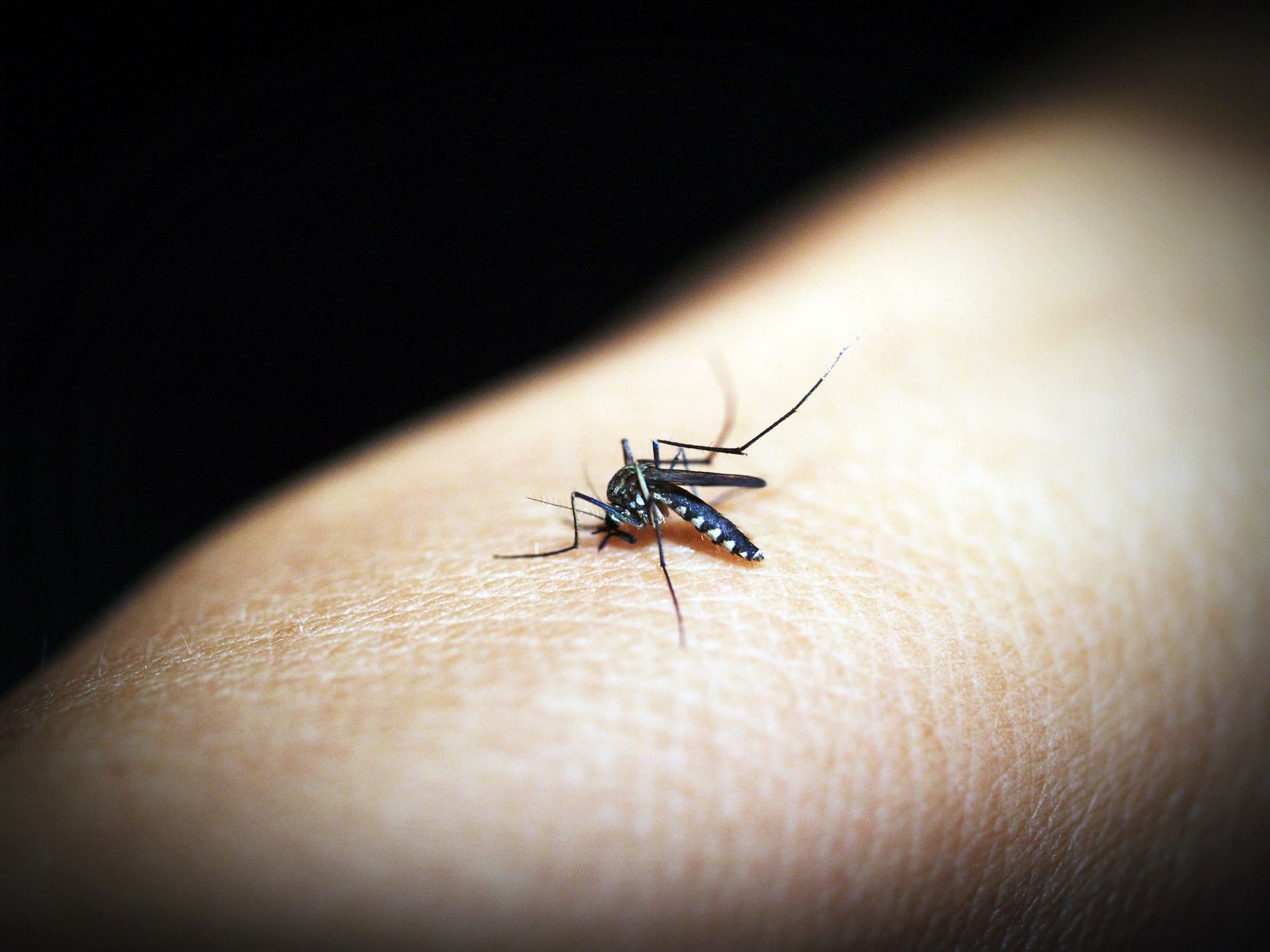 1920x1440 New Research Shows Malaria Can Spread In Cooler Climates