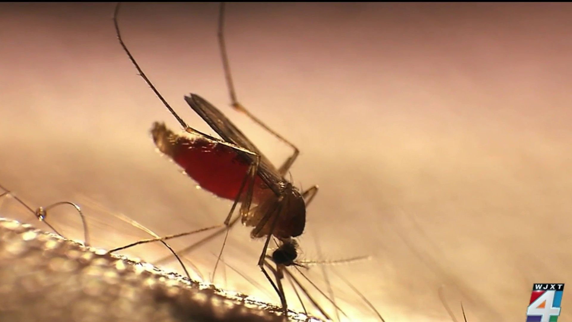 1920x1080 Malaria: Causes, symptoms & prevention