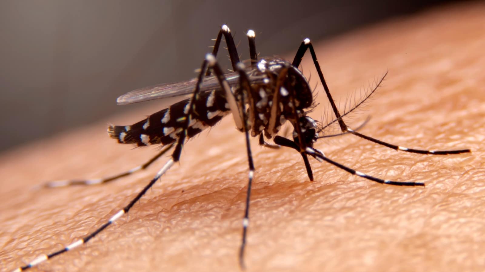 1600x900 Malaria causes, symptoms and cure: Keep mosquitoes away and watch out for fever, headaches and chills