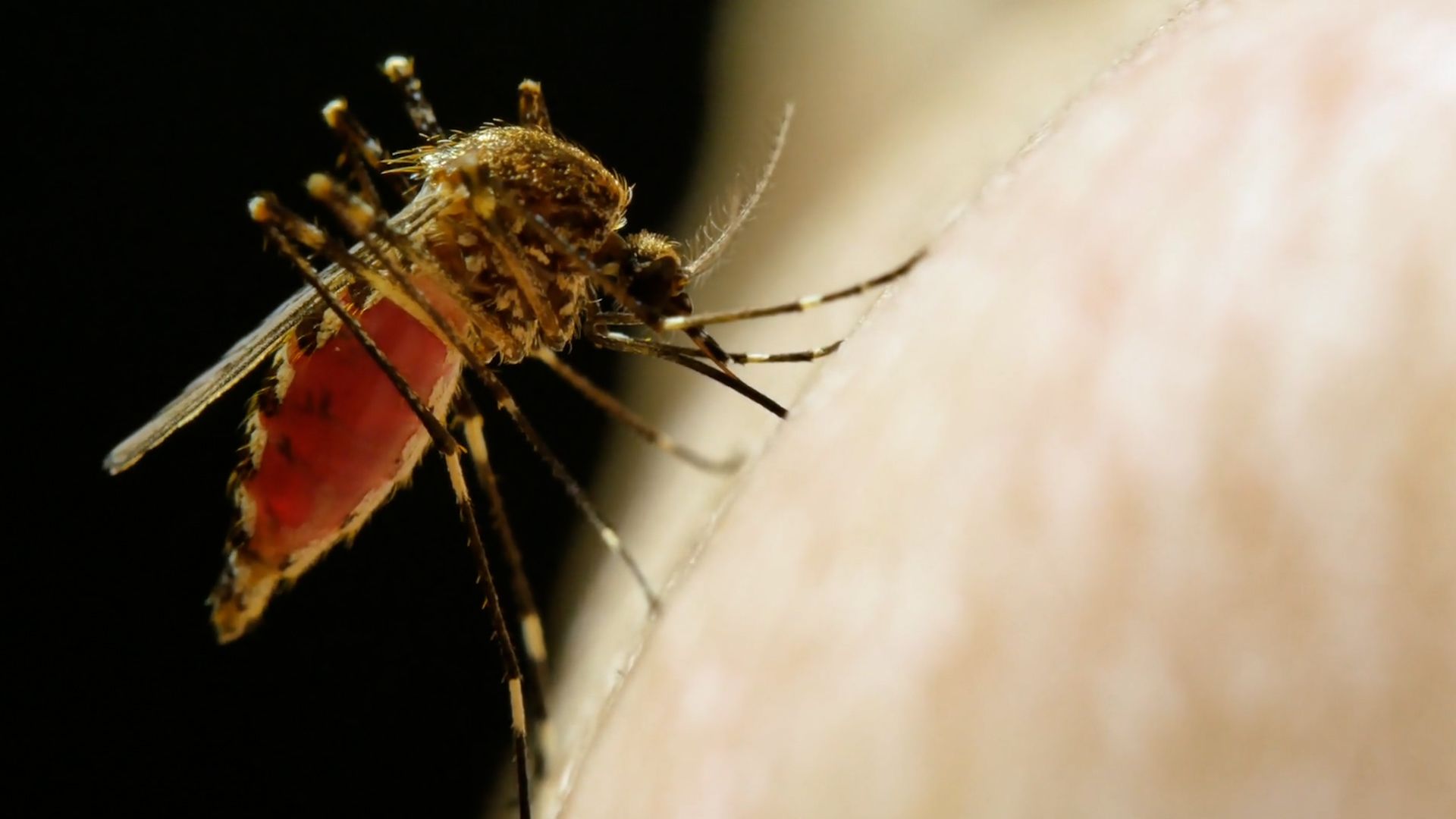 1920x1080 Scientists are genetically modifying mosquitos to eradicate Malaria