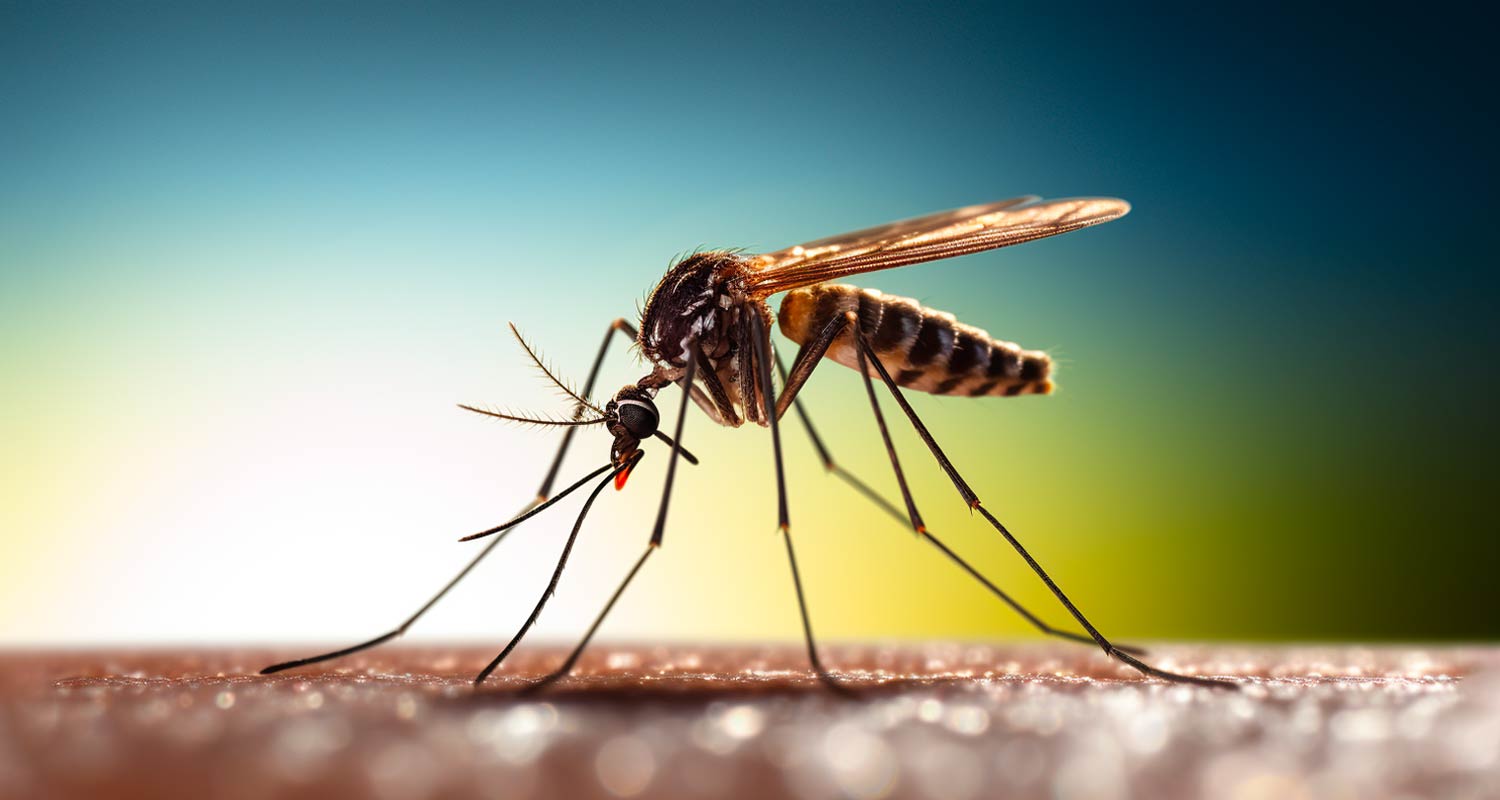 1500x800 Genetically modified mosquitoes could be key in Africa's malaria fight