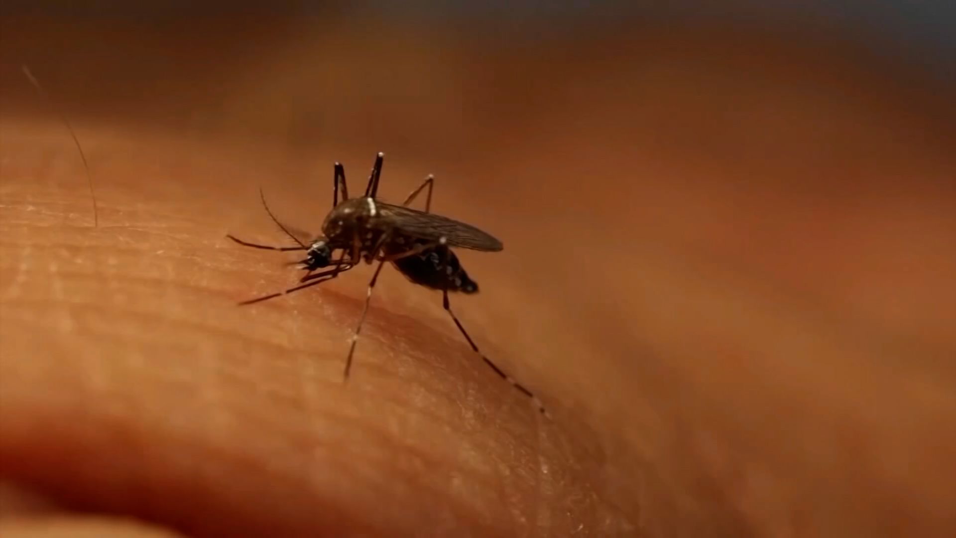 1920x1080 Locally acquired malaria case reported in Maryland