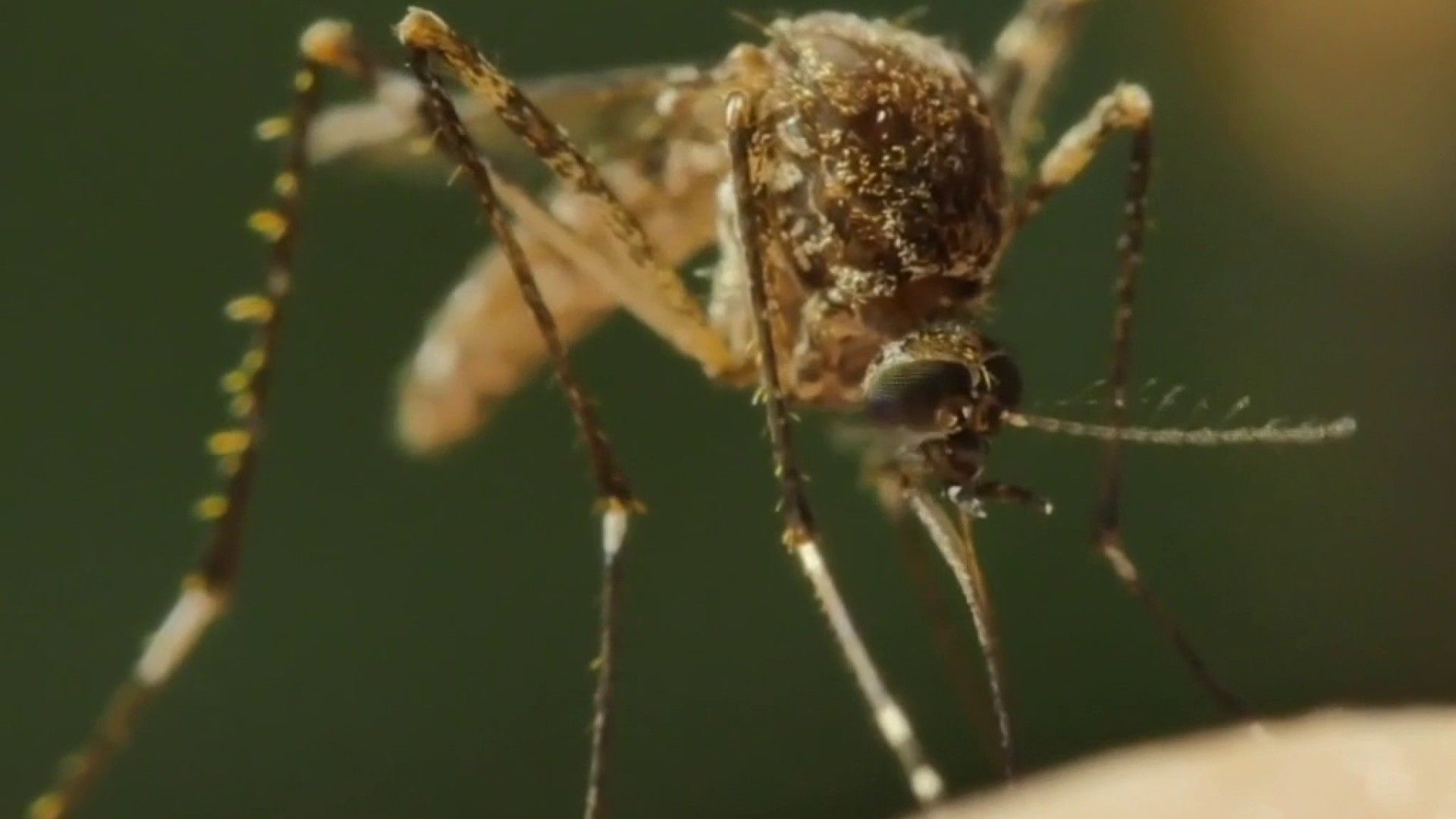 1920x1080 Don't be alarmed, but be aware': Malaria is in Texas, local experts say