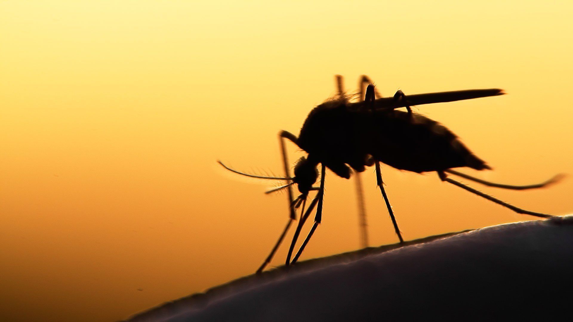 1920x1080 Oxford malaria study: the world is beating malaria, for now