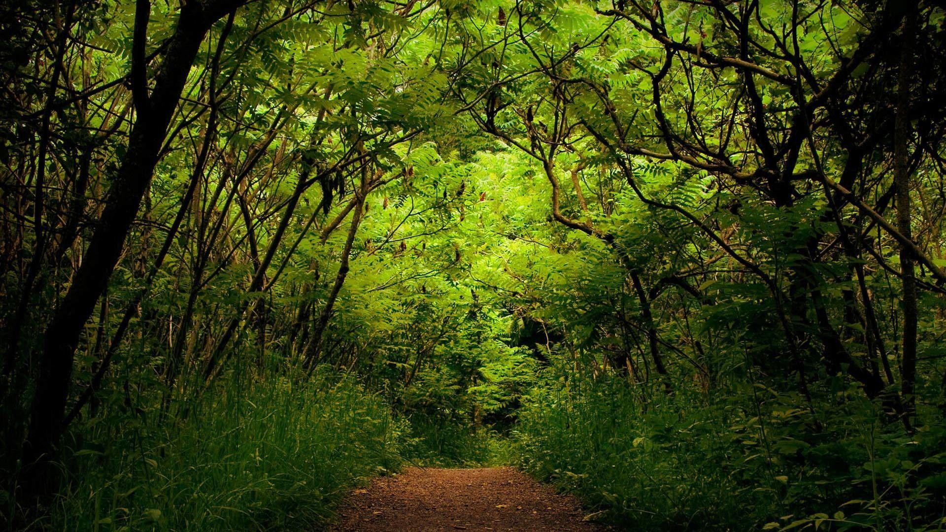 1920x1080 HD Nature Wallpaper 1080p