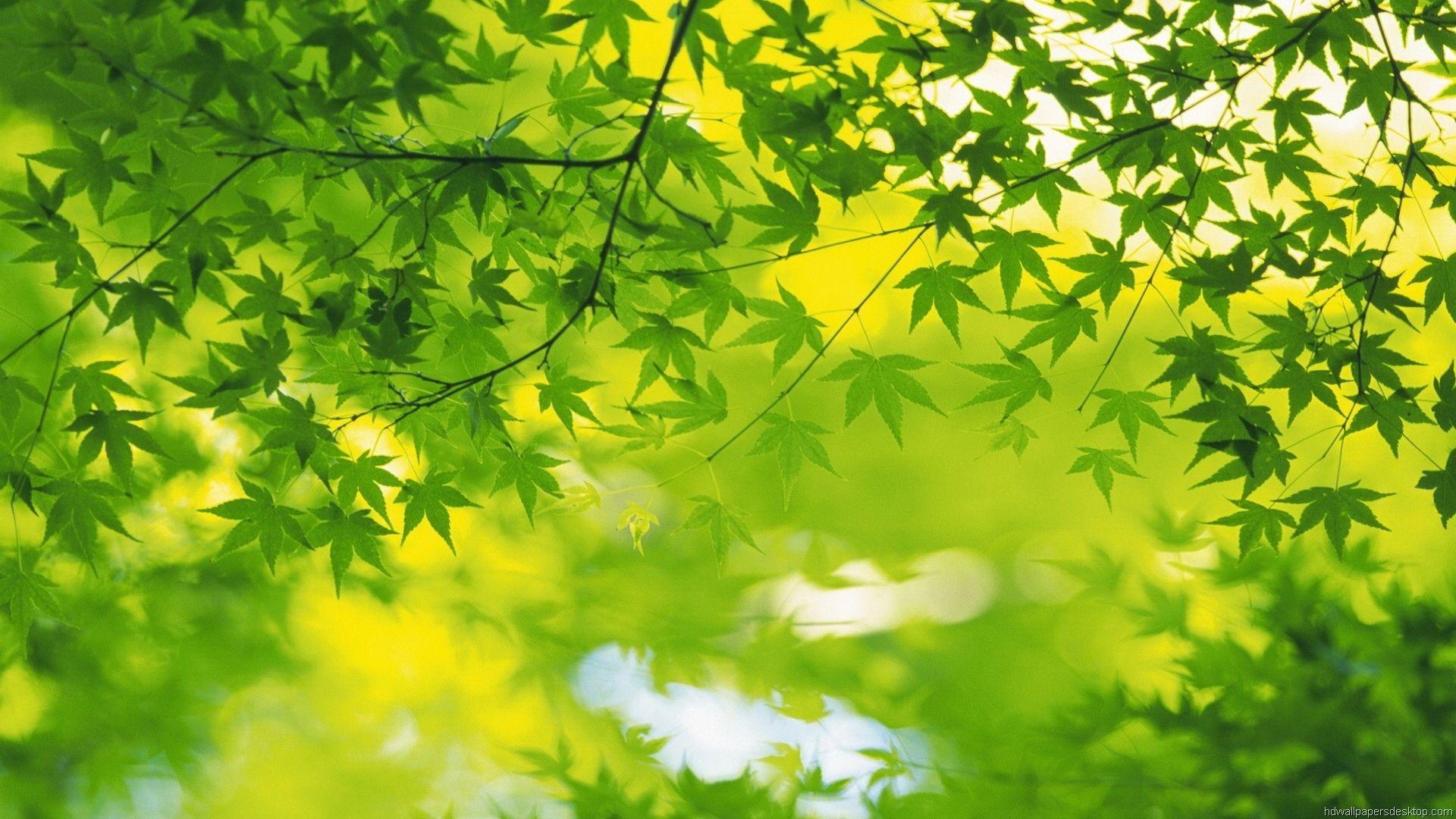 1920x1080 Nature Wallpaper, HD, 1080p, Desktop Background, 1920x1080