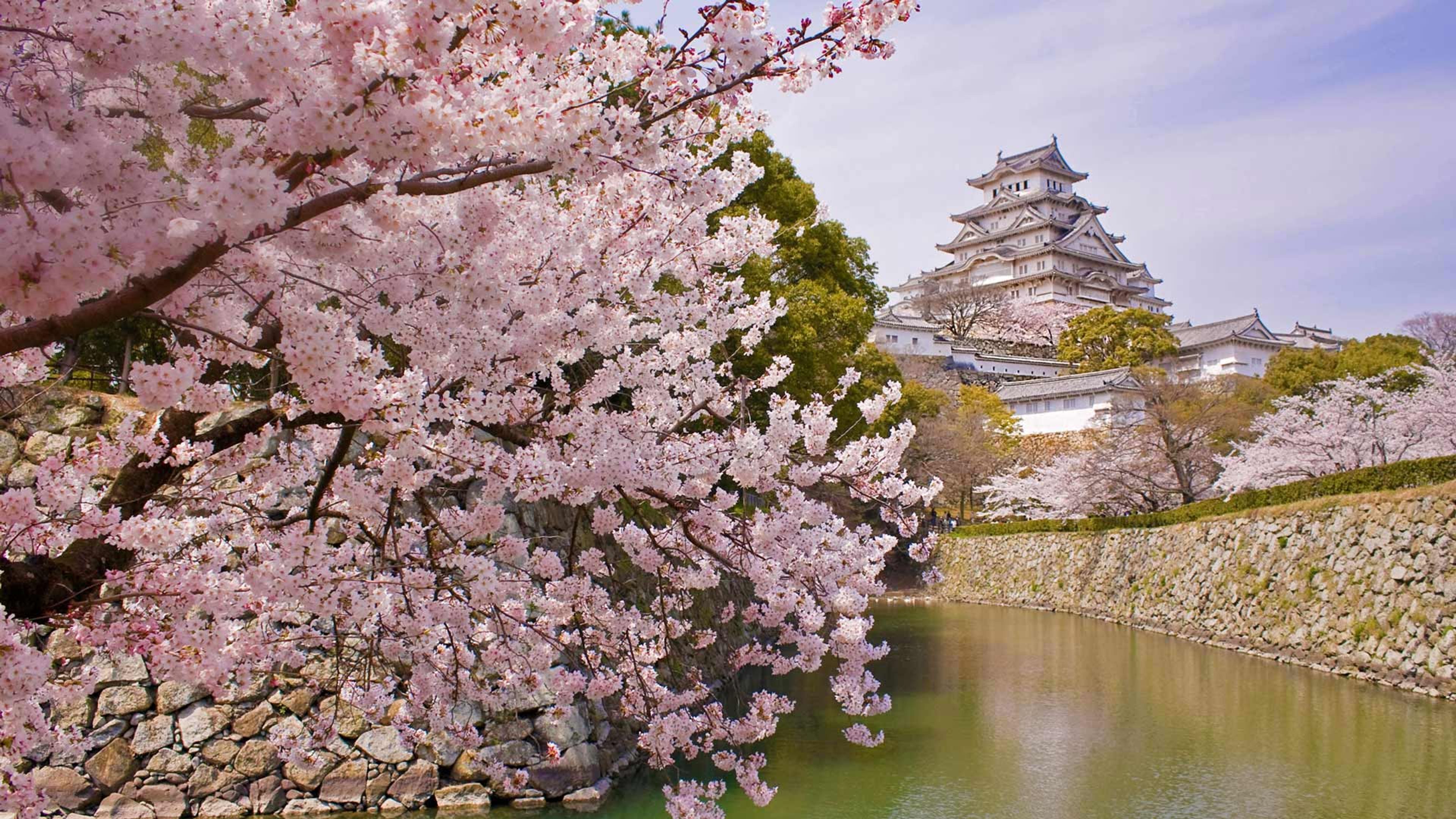3840x2160 Castillo Himeji y cerezos en flor, Japón