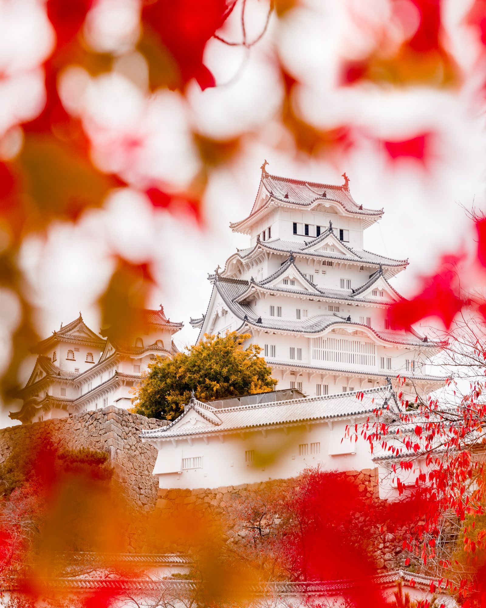 1600x2000 Momiji photo spot in Japan: Himeji Castle in Autumn. Momiji, Himeji castle, Cherry blossom season