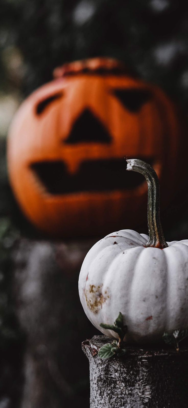 736x1592 Spooky Halloween Wallpaper Background for Your iPhone. Halloween wallpaper background, Halloween wallpaper, Spooky background