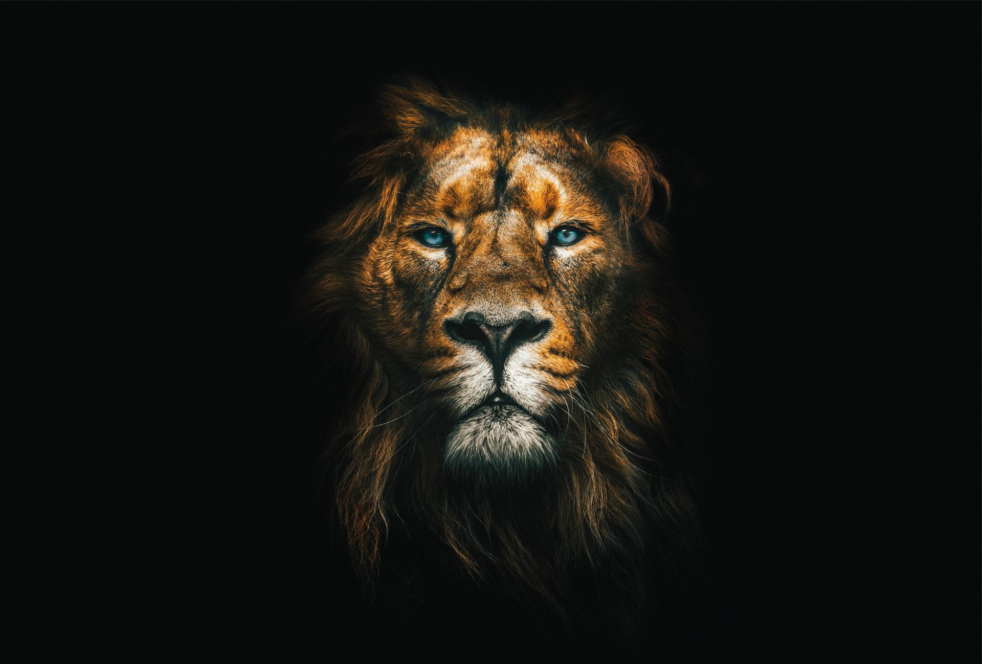 1920x1299 Lion