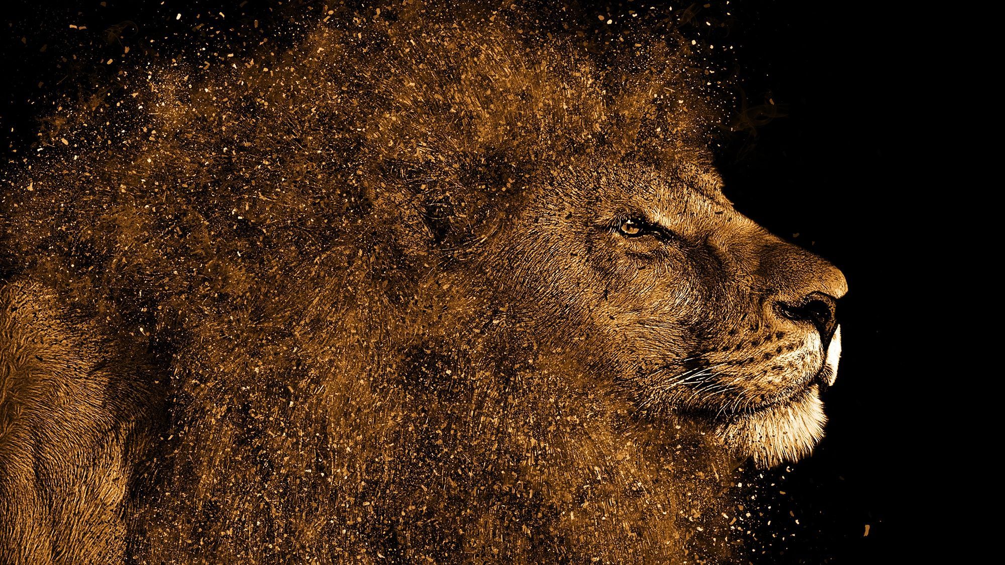 2000x1125 Animal Lion HD Wallpaper