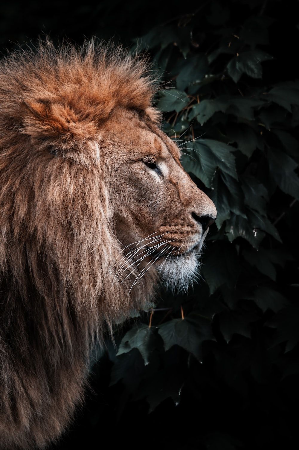 1000x1503 Lion Wallpaper: Free HD Download [HQ]