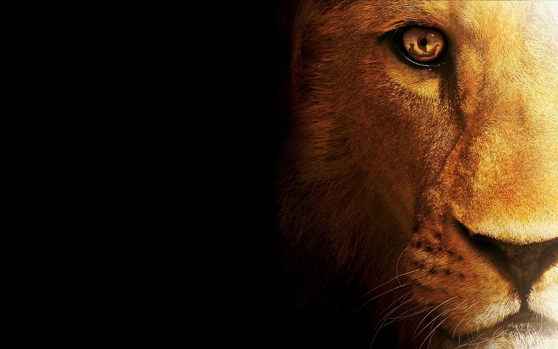 1920x1200 Gold Lion. The Jester's Corner