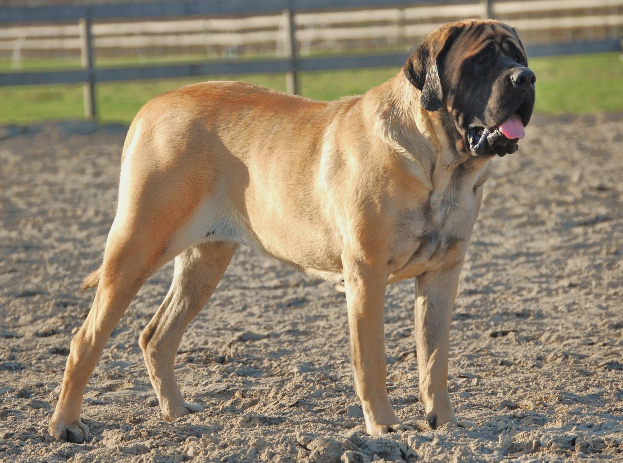 2160x1606 English mastiff dog on the shingle photo and wallpaper. Beautiful English mastiff dog on the shingle picture
