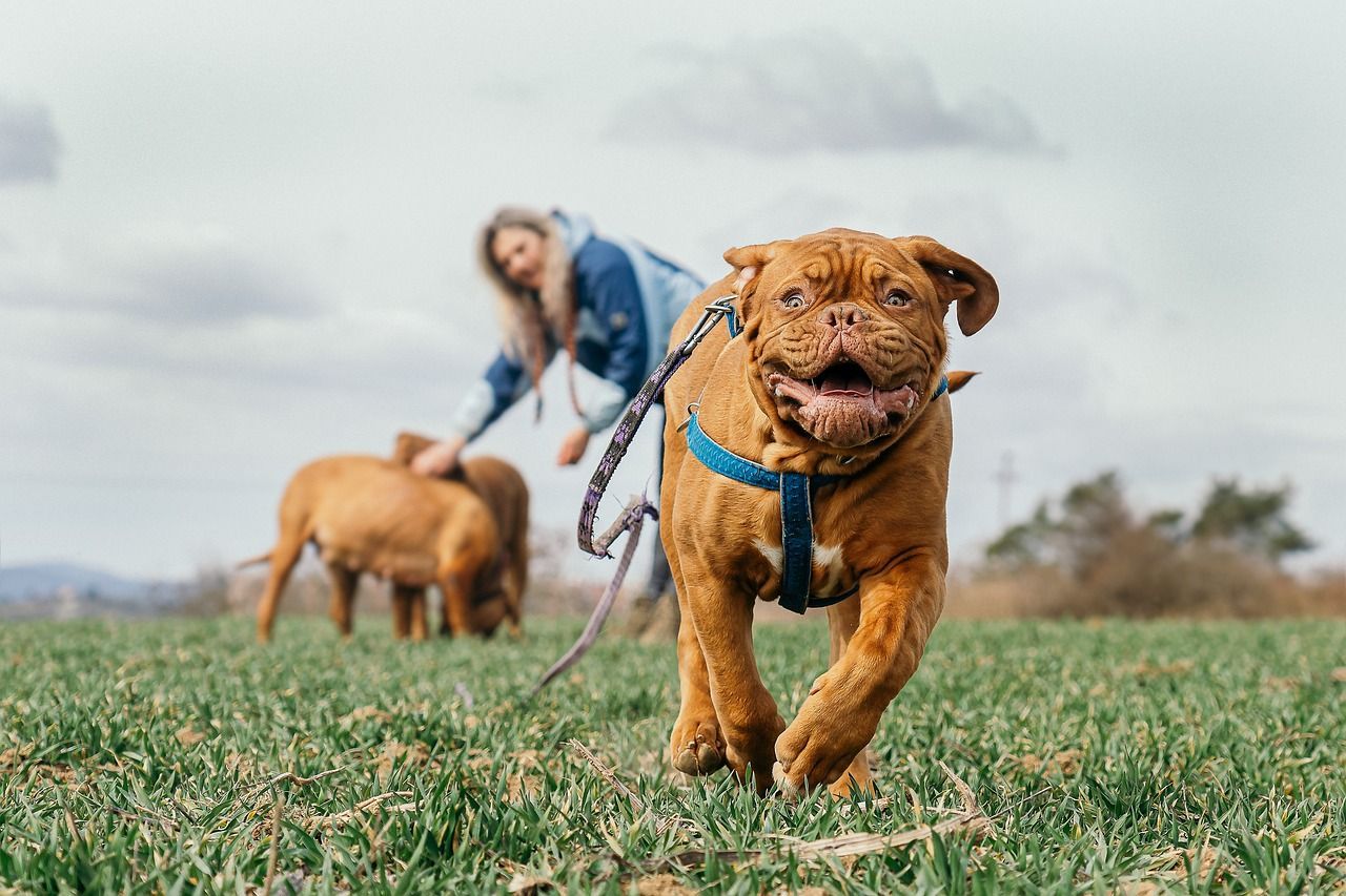 1280x853 Free Mastiff & Dog Image