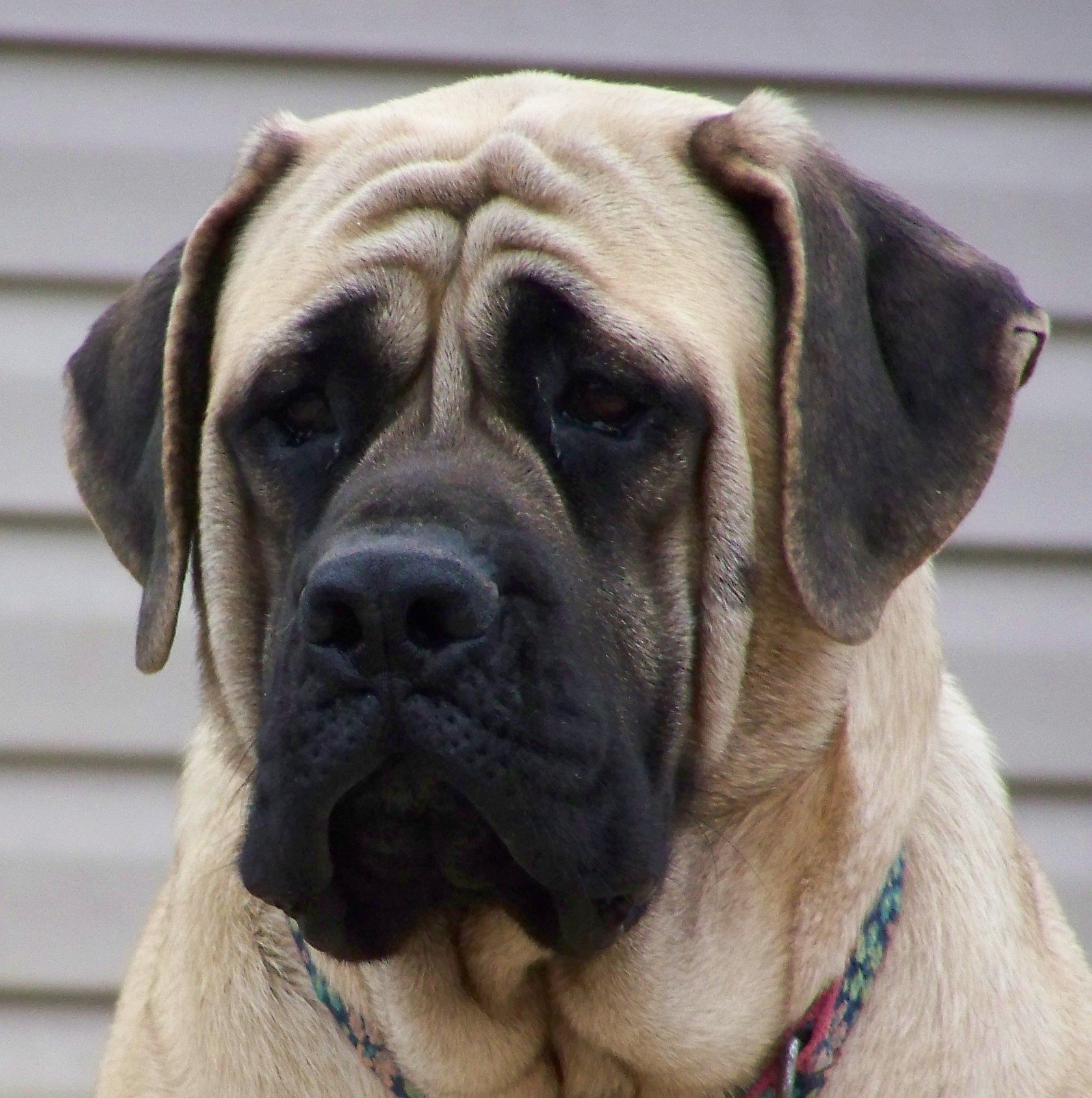 1680x1688 Sad English Mastiff photo and wallpaper. Beautiful Sad English Mastiff picture